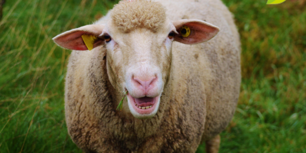 ¿Qué es la enfermedad hemorrágica epizoótica?, ¿Son las ovejas portadoras de la enfermedad?