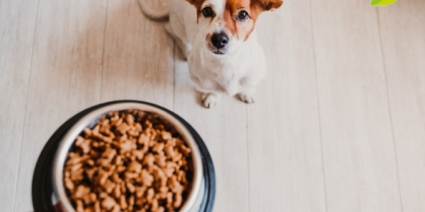 Comida Seca para Mascotas: ¿La Elección Perfecta? 7 razones para escoger la comida seca?