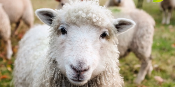 Detectan anticuerpos de Leishmania infantum en ovejas de España