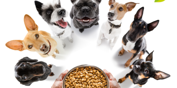 Qué alimentos para perros con problemas de insuficiencia renal son recomendables