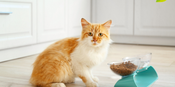 El alimento adecuado para gatos: ¿pienso o comida húmeda