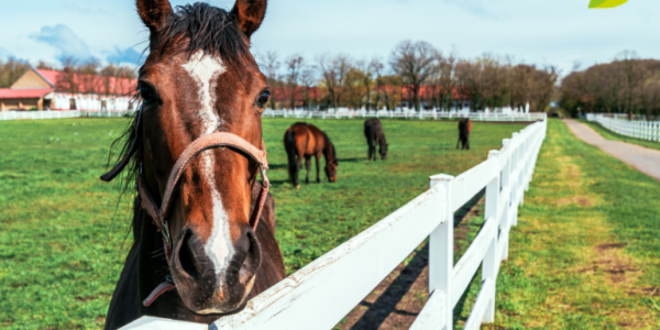 Cólico equino: causas, síntomas, tipos y tratamiento ideal para tu caballo