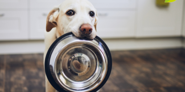 Diabetes mellitus en perros: Síntomas, causas y tratamientos