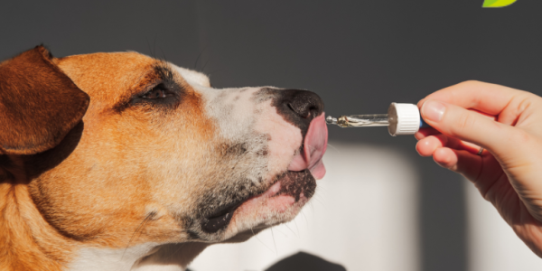 Aceite de pescado para perros: Propiedades, beneficios y dosis recomendable