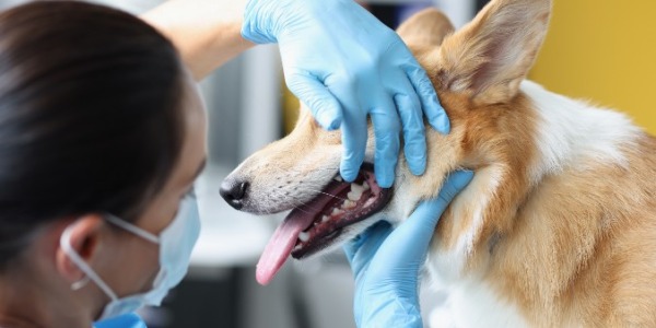 Guía profesional de higiene dental para perros