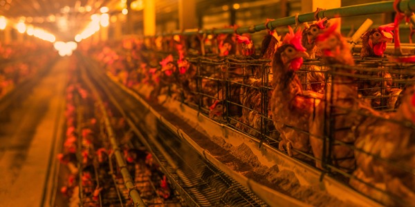 Estrategias para combatir el calor en granjas de cría intensiva
