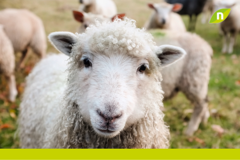 Detectan anticuerpos de Leishmania infantum en ovejas de España