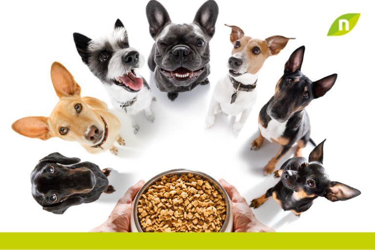 Qué alimentos para perros con problemas de insuficiencia renal son recomendables