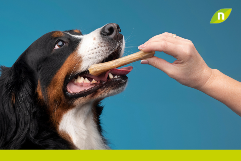Limpieza dental en perros ¿Cómo lograr el cuidado dental de tu mascota?