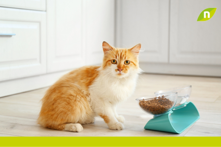 El alimento adecuado para gatos: ¿pienso o comida húmeda
