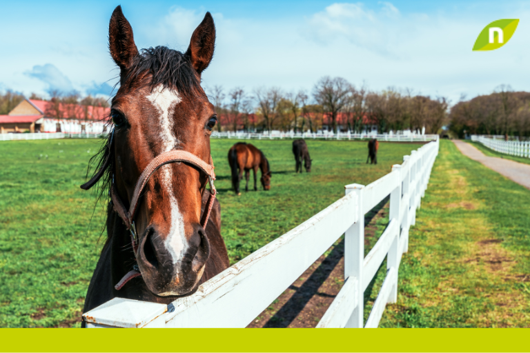 Cólico equino: causas, síntomas, tipos y tratamiento ideal para tu caballo