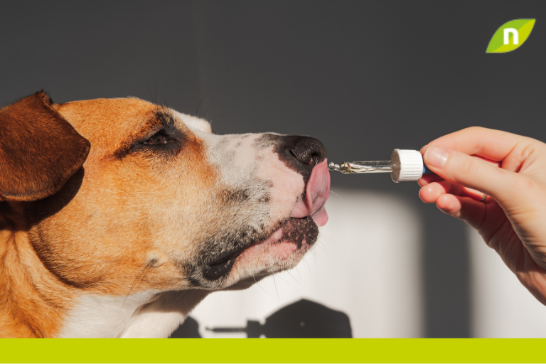 Aceite de pescado para perros: Propiedades, beneficios y dosis recomendable