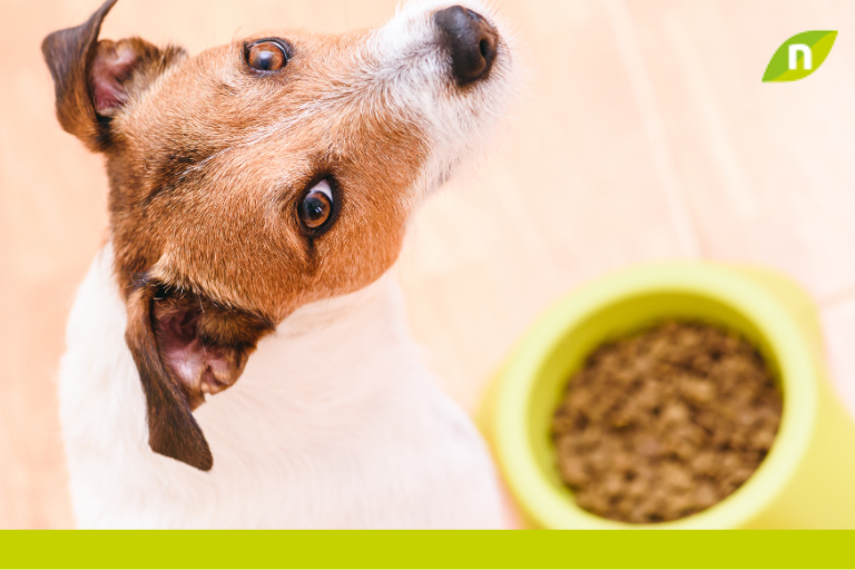 Probióticos para perros: ¿Qué son y cómo usarlos?