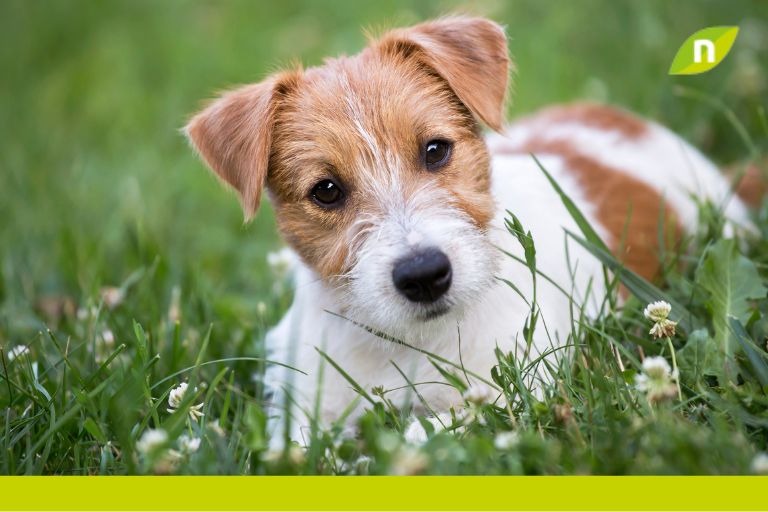 Antiparasitario para perros en pastillas: la mejor opción para la salud y el bienestar de tu mascota y tu familia