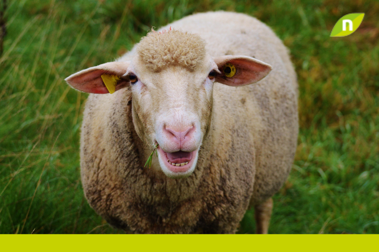 ¿Qué es la enfermedad hemorrágica epizoótica?, ¿Son las ovejas portadoras de la enfermedad?
