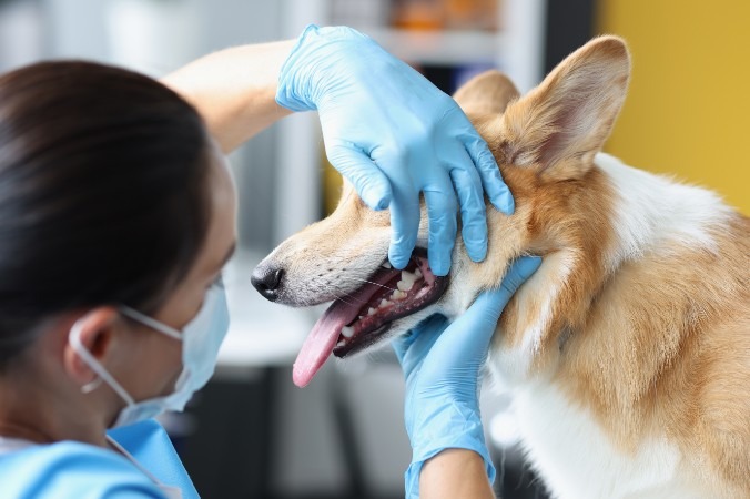 Guía profesional de higiene dental para perros