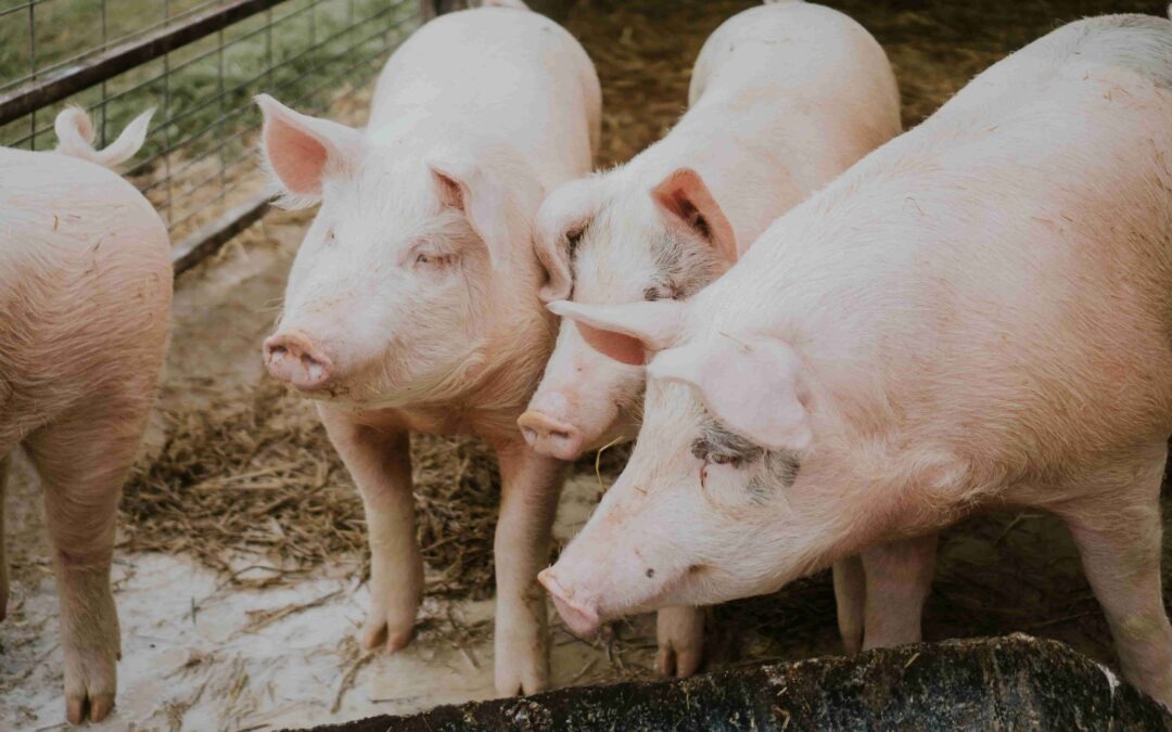 Síndrome Respiratorio y Reproductivo Porcino (PRRS): un desafío para la industria porcina