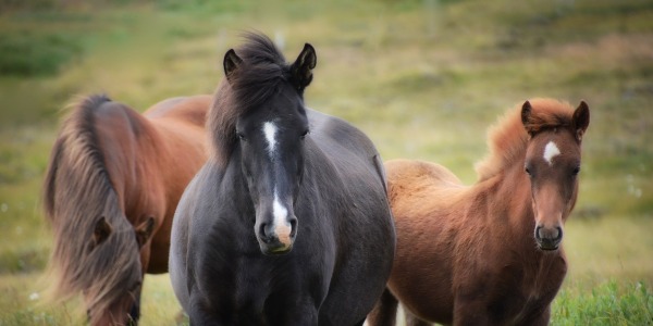 La fiebre del Nilo: una amenaza creciente para animales y humanos