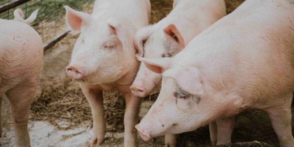 Síndrome Respiratorio y Reproductivo Porcino (PRRS): un desafío para la industria porcina