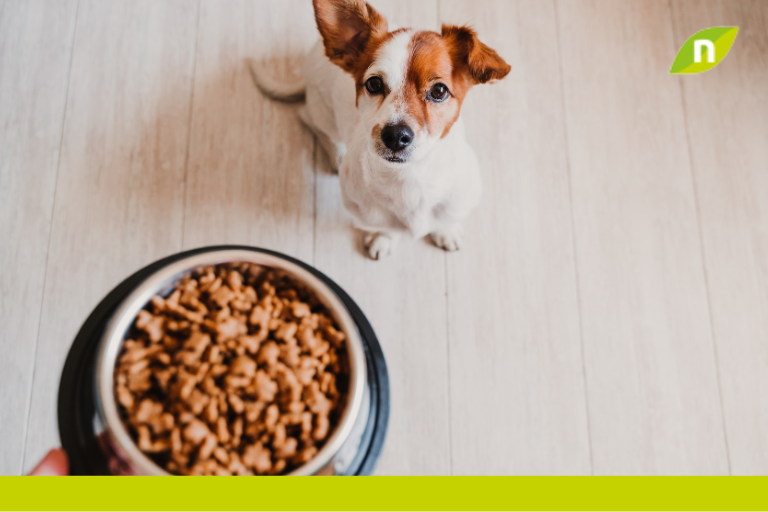 Comida Seca para Mascotas: ¿La Elección Perfecta? 7 razones para escoger la comida seca?