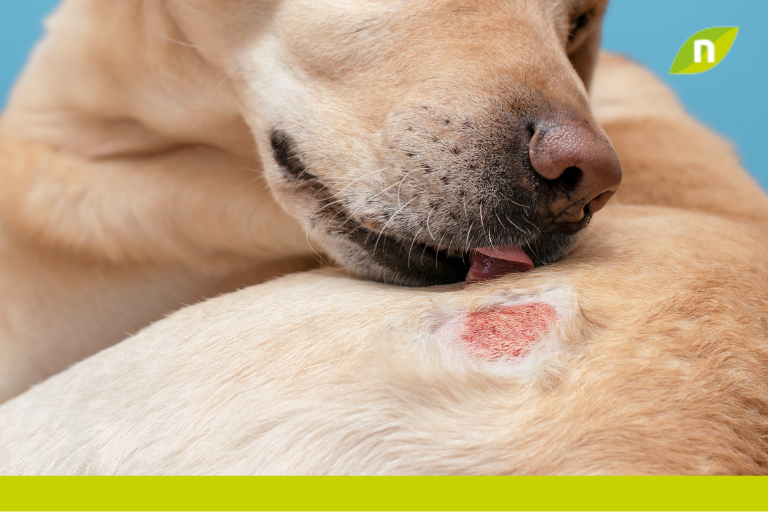 El Potencial del Microbioma y los Probióticos en el Tratamiento de la Dermatitis Atópica en Perros