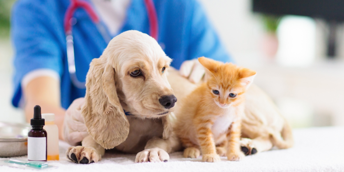 Riesgos de administrar medicamentos humanos como medicamentos veterinarios