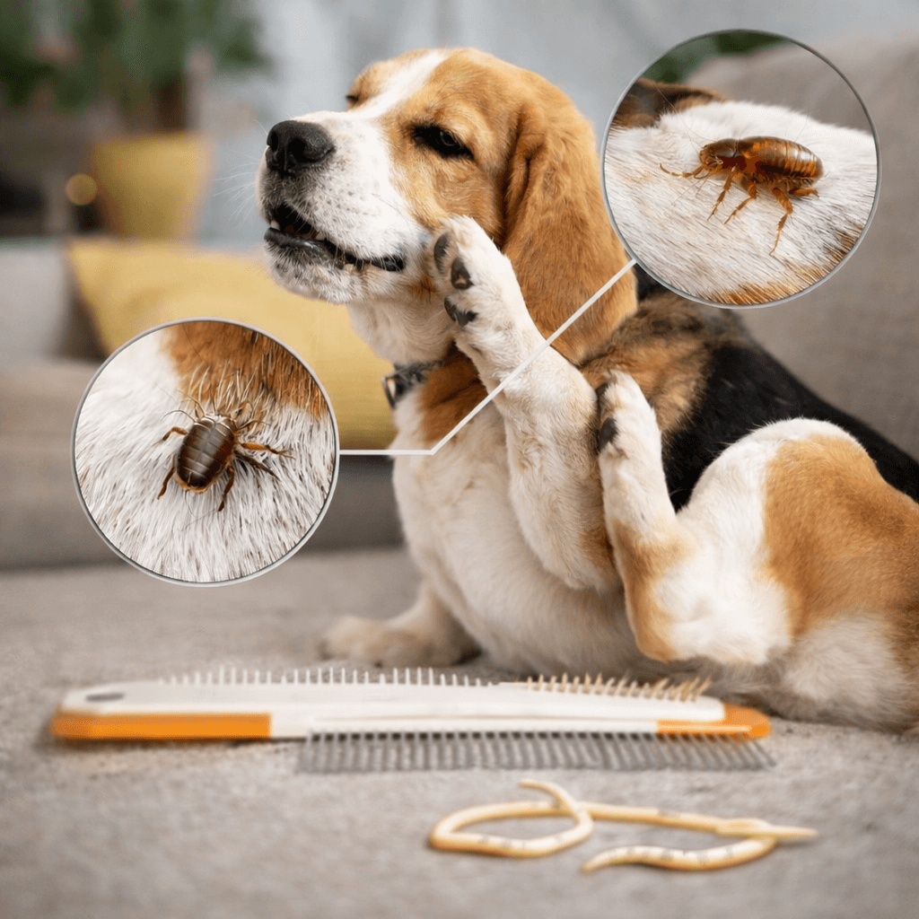 Parásitos en mascotas: internos y externos, riesgos y prevención